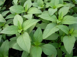 Lime Basil Seeds, Hoary Basil, NON-GMO, Variety Size Packets, FREE SHIPPING - Picture 1 of 2