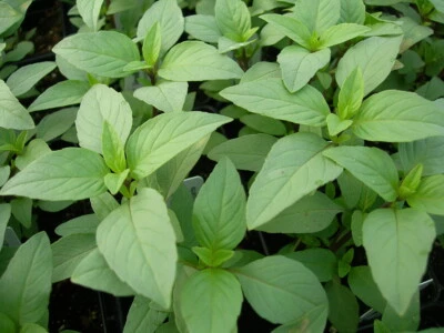 Lime Basil Seeds, Hoary Basil, NON-GMO, Variety Size Packets, FREE SHIPPING - Image 1 of 2