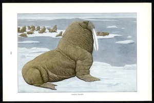 Pacific Walrus, 1916 Louis Agassiz Fuertes print, North American wildlife - Picture 1 of 3