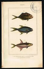 Fishes, Leerfish, Permit, Hand-Colored Antique Engr. Print - Buffon 1850