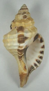 CYMATIUM GRANDIMACULATUM 106.78mm SUPER CHOICE SPECIMEN Manila Bay, Philippines - Picture 1 of 2