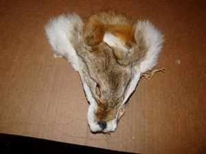 1 COYOTE bronceado cara piel piel piel ATADO MOSCAS suministros artesanales nativos bolso bolsas 4 - Imagen 1 de 4