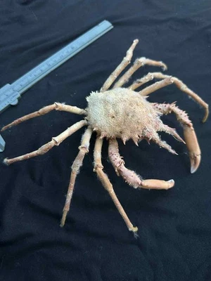 CRABS/Deep sea crab species preserved dried crabs - Image 1 of 4