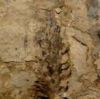 Ullmannia bronnii - Rare, oldest Permian fossil conifer