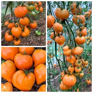 Томат Золотая модница (С.Саакова) семена Tomate Seeds Samen - Picture 1 of 1