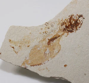 Arthropode, Pseuderichthus cretaceus, Kreide, Santon, Sahle Alma, Libanon-eb9432 - Picture 1 of 4