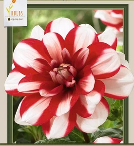 Jamaica Decorative Dahlia - 2 Root Clumps - Double White/Red Blooms - Picture 1 of 1