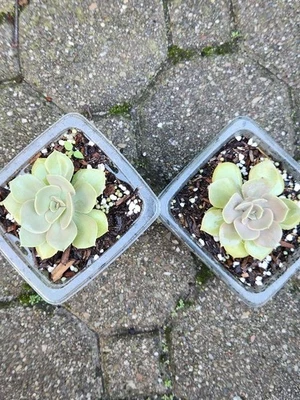 2 Healthy Rooted Echeveria Succulent Plants Lolita 4" Pot Light Purple Pinkish  - Image 1 of 4
