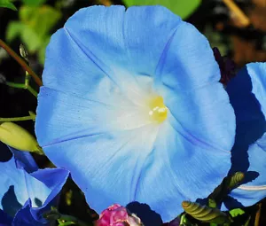 MORNING GLORY HEAVENLY AZUL Ipomoea tricolor - 2.000 semillas a granel sin tratar - Imagen 1 de 1