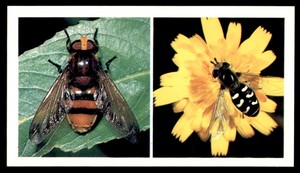 Grandee Britain's Wayside Wildlife 1988 - Hover-Flies No. 21