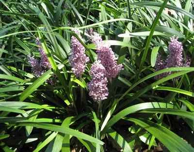 Liriope muscari 'Árbol de Navidad' 250 plantas de raíz desnuda ENVÍO GRATUITO Foto 1 de 4