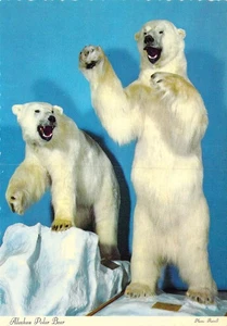 Oso polar de Alaska 1970 taxidermia @ Museo de Kansas City postal como nueva 4x6 C10 - Imagen 1 de 2