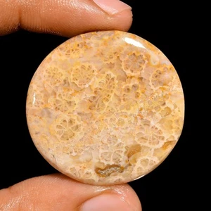 Natural Fossil Coral Gemstone 45.5 Ct. Cts Handmade Cabochon 35X35X5 mm - Picture 1 of 6