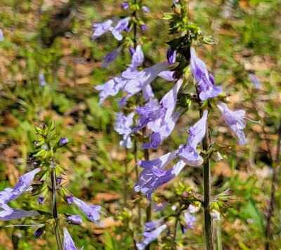 Lyreleaf Sage | 25 Seeds | Salvia Lyrata | Florida Native Flower | Gulf Eco-Type - Image 1 of 4