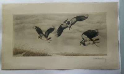 Gravure Léon Danchin Vanneaux huppés - Photo 1/4