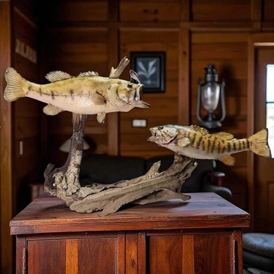 21 in Large & 18 in Small Mouth Bass  & Taxidermy Mounted Décor Driftwood - Image 1 of 4
