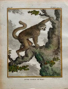 1766 De Seve Woolly MAKY LEMUR edición grande cuarto grabado coloreado a mano - Mam - Imagen 1 de 3