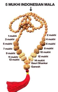 Siddha Mala 1 - 14 Mukhi ,GauriShankar ,Ganesh Rudraksha Rudraksha Lab Certified - Picture 1 of 5
