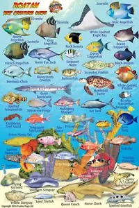 Roatan Reef Creatures Guide Waterproof Fish ID Card by Franko Maps 4" x 6" - Imagen 1 de 2