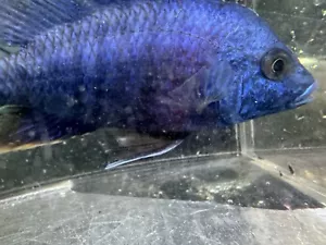 Blue Fire Hap Male 6-7” (Red empress Hybrid) - Picture 1 of 10