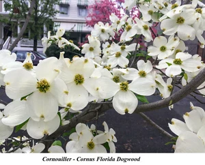 Seed Cornus Florida Dogwood Flowering CORNOUILLER Tree Fast GROW YEAR FLOWER + - Picture 1 of 3