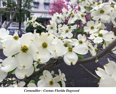 Seed Cornus Florida Dogwood Flowering CORNOUILLER Tree Fast GROW YEAR FLOWER + - Image 1 of 3