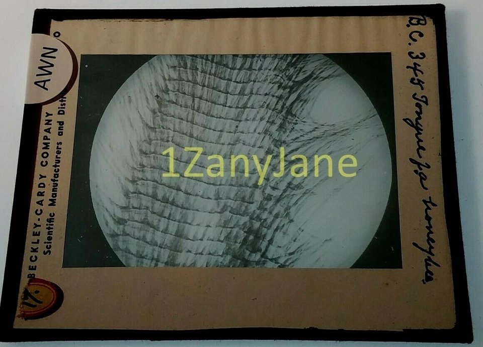 Colored Glass Magic Lantern Slide AWN TONGUE HONEY BEE INSECT INSECTS ANATOMY - Image 1 of 1