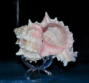 4"+ GUSCIO MARE MUREX ROSA DECORAZIONE SPIAGGIA NAUTICA BARRIERA NAUTICA TROPICALE, DANNEGGIATO - Foto 1 di 7