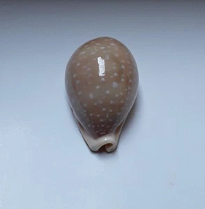 Cypraea camelopardalis 74 F+++ F++ rote Muschel Sharmiensis super natur glänzend - Bild 1 von 12