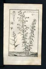 Engraving Plant Botany 1767 Herbe The Beads, Gremil