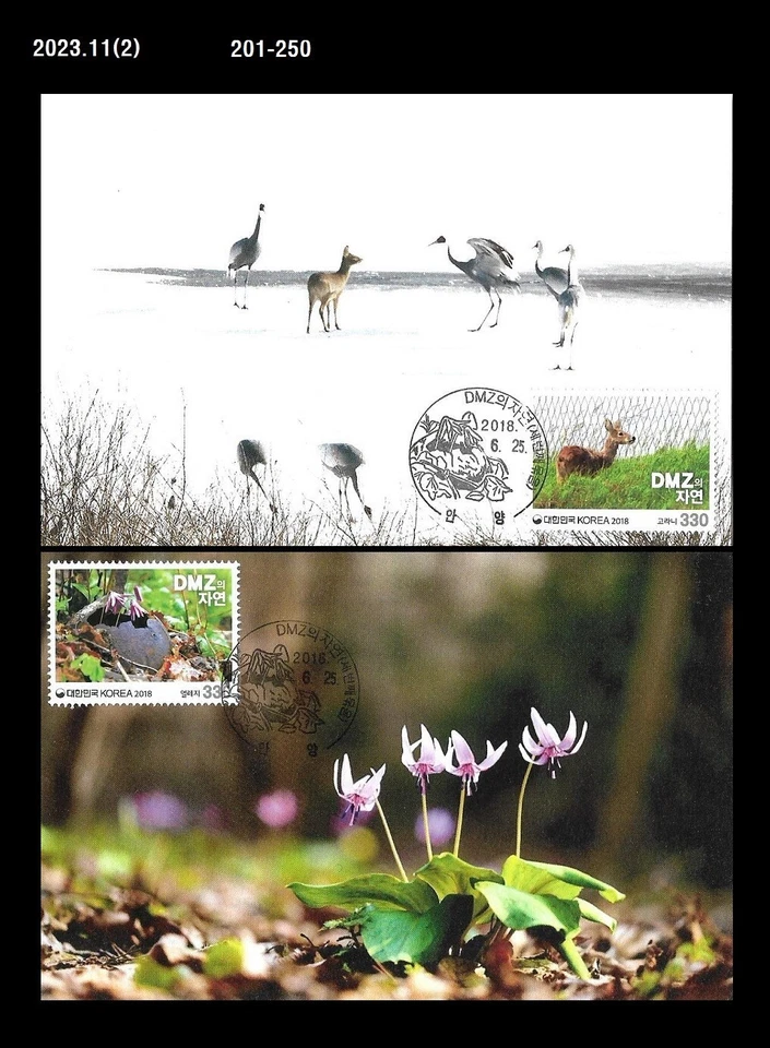 Nature of DMZ, guerra, zona desmilitarizada, diente de perro violeta, ciervo, Corea 2018 Max. Tarjeta Foto 1 de 1