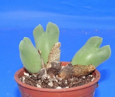 3117	Conophytum taylorianum ssp. roseanne,  Phyto available - image 1 of 3