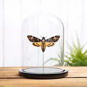 Todeskopffalke Taxidermie Motte in Glaskuppel (Acherontia atropos) - Bild 1 von 10