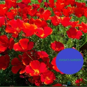 Red Chief California Poppy Seeds | Non-GMO | Flower Seeds | 1000 seeds - Picture 1 of 1