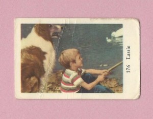 1962 Dutch Gum Card (1-200) #176 Lassie