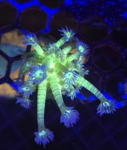 Glitter Goniopora Coral Wysiwyg - Picture 1 of 1