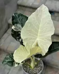 8000AH Alocasia white Alba Variegata Plants Seeds Samen 2 - Bild 1 von 2
