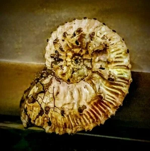    💥 FOSSIL AMMONITE - PYRITE -JURASSIC - KOSMOCERAS - DINOSAUR - PREHISTORIC - Picture 1 of 12
