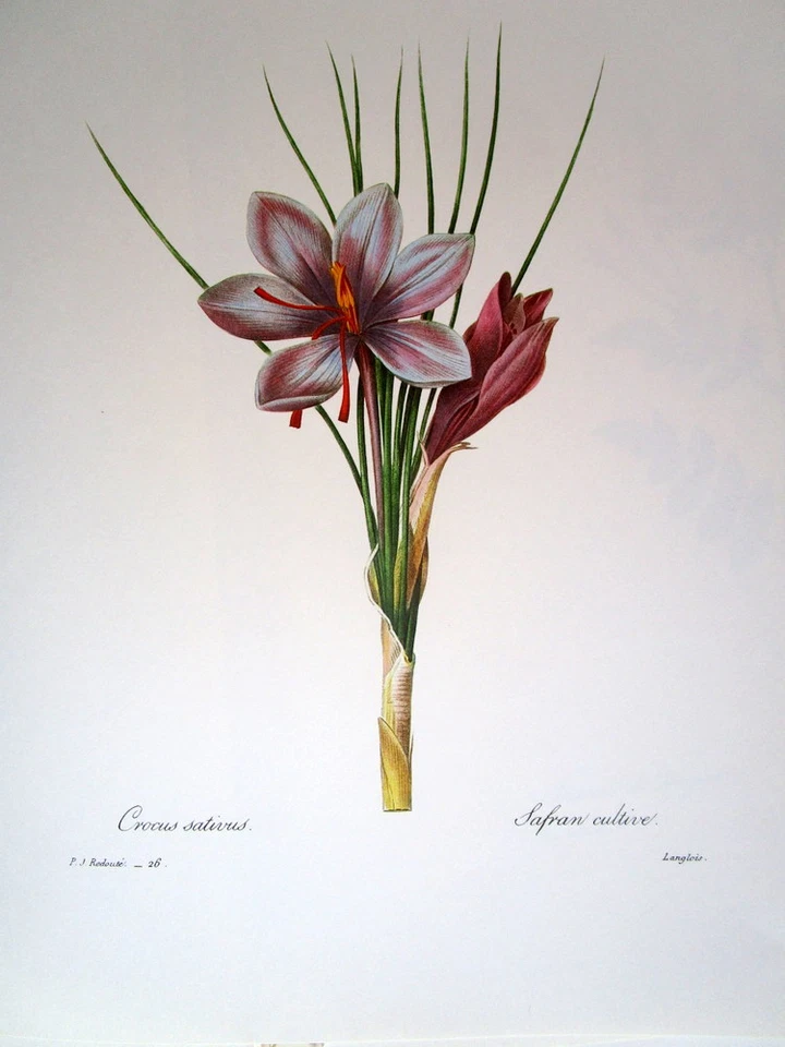 P.J. Redoute # 26 Crocus Sativus Lanlois Vintage Print - Bild 1 von 1