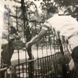 Vintage Foto Zoo 40er Bild Candid Photo Tiere füttern gestreift Pullover  - Bild 1 von 7