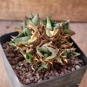 D5167 AGAVE PUMILA PROLIFERA maceta 9-H7-W8 cm MaMa Cactus - Imagen 1 de 4