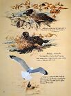 1984 Oiseau Imprime Herring Gull Mobbing Un Skua   Bonxie Le Grand Skua