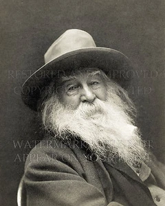 11x14 photo print Walt Whitman 1887 portrait by George C Cox, Whitman's favorite - Picture 1 of 1