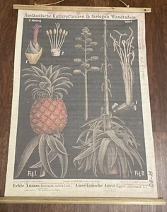 Reproduktion Botanische Karte vom deutschen Original Hermann Zippel & Carl Bollmann - Bild 1 von 4