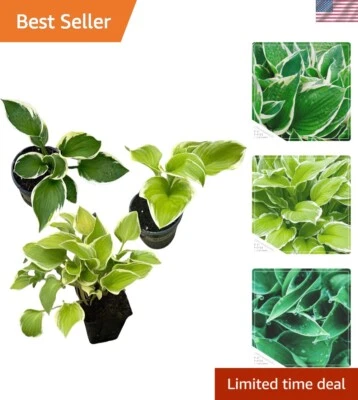 3-Pack Live Assorted Perennials - Gorgeous 10" Tall Accent Plants for Shade - Image 1 of 4