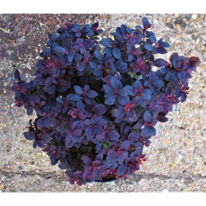 1 Gal. Concorde Barberry Shrub with Deep Maroon Foliage and Compact Size - Picture 1 of 12
