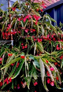 Tree Begonias Weeping 4Cuttings Beautiful Deep Pink / Red Blooms ,Spotted Leaves - Picture 1 of 7