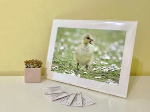 Kunstdruck Bild Bild Foto Fotografie - Gansling Gans | Natur | Tierwelt - Bild 1 von 4