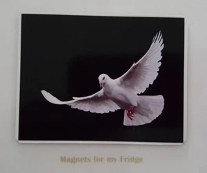 WHITE DOVE IN FLIGHT FRIDGE MAGNET - M604F - Bild 1 von 1