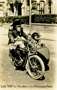 1915 Circus Sideshow - Little NAP The Napoleon of the Chimpanzee World - Poster - Picture 1 of 1